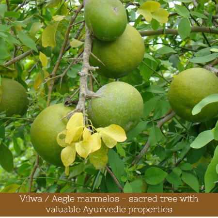 Ayurvedic Herbs: properties and benefits of Bael (Aegle marmelos)