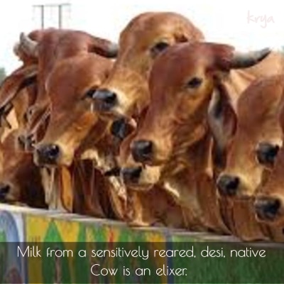 Milk from a desi cow is an elixer